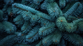 Colorado Blue Spruce